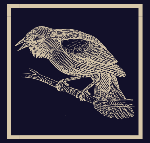 Blackbird Beauty